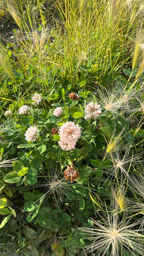 Alsike clover