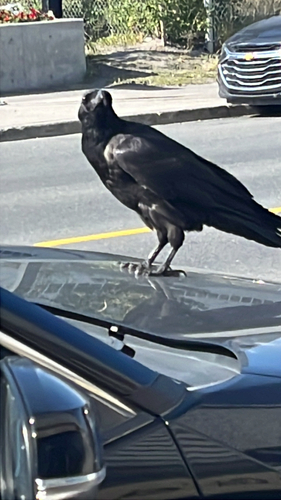 Common Raven