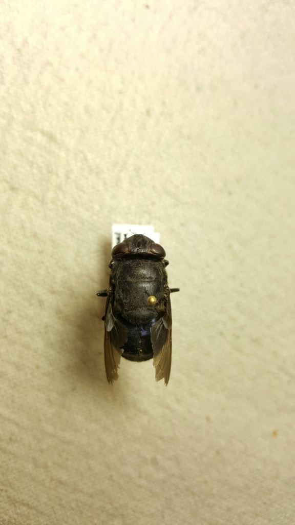 Cuterebra approximata
