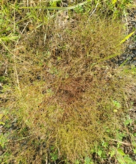 Lechea tenuifolia