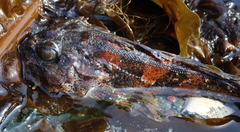 Hemilepidotus hemilepidotus