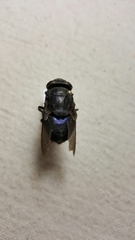 Cuterebra approximata