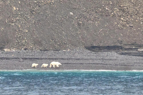 Black Bear sighting near Baffin