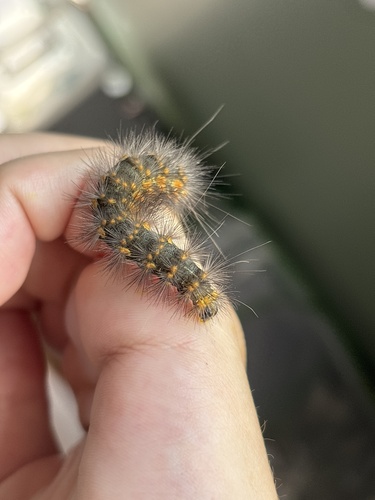 Salt Marsh Moth