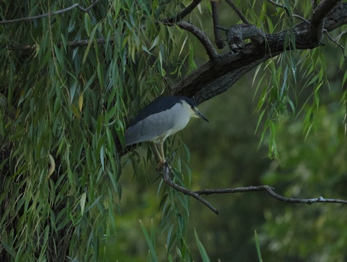 Black-crowned Night Heron