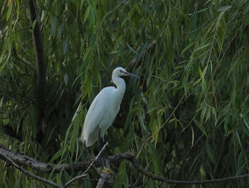 Little Egret