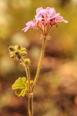 Pelargonium australe