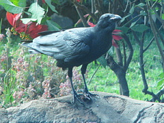 Corvus rhipidurus