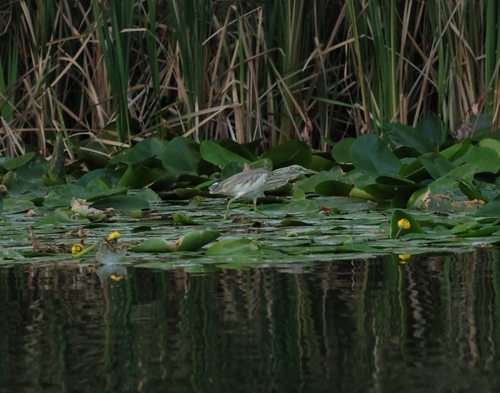 Squacco Heron