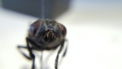 Cuterebra approximata