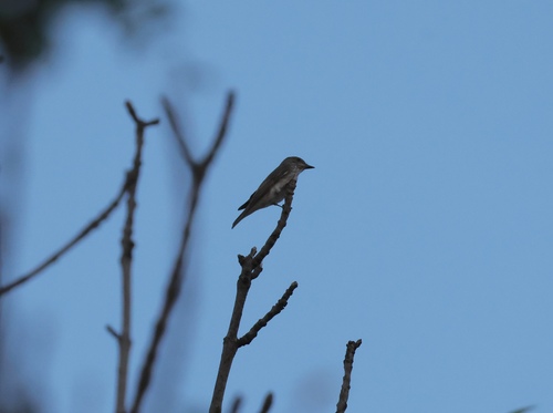 Spotted Flycatcher