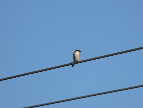 Red-backed Shrike