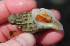 Scabrotrophon stuarti