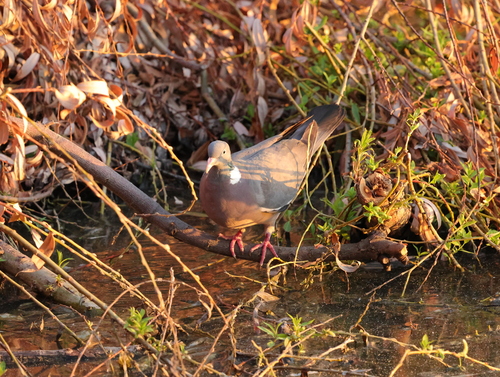 Common Wood-Pigeon