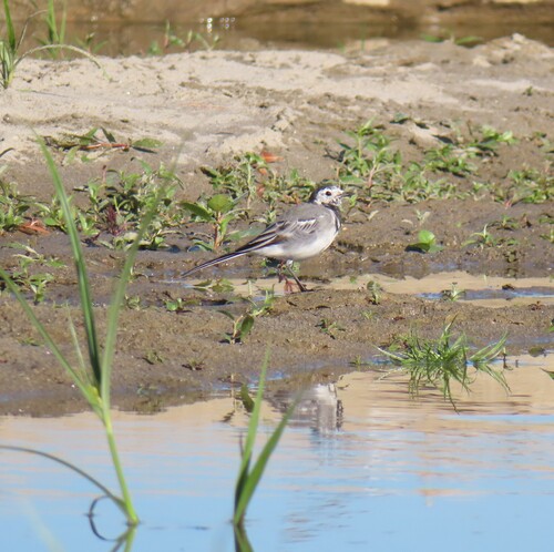 White Wagtail