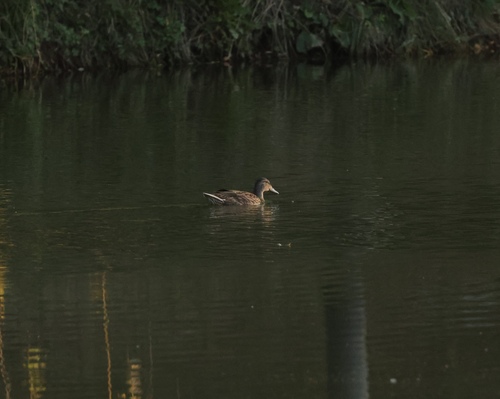 Mallard