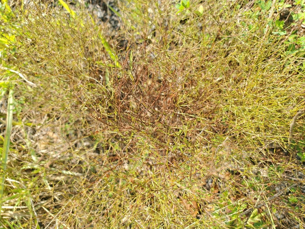Lechea tenuifolia; photograph (c) hr_dragonfly, some rights reserved (CC BY)