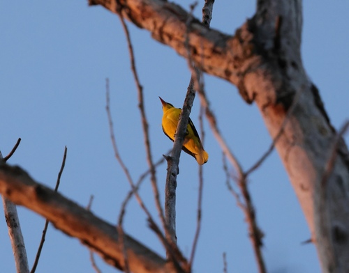 Eurasian Golden Oriole