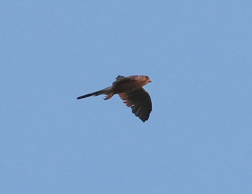 Eurasian Kestrel