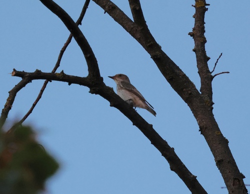 Spotted Flycatcher
