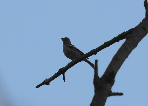 Common Chaffinch