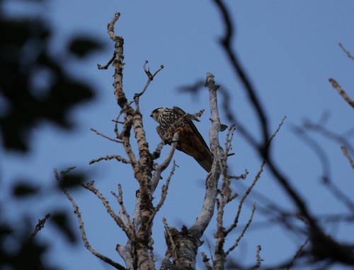 Eurasian Hobby