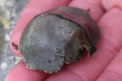 Cryptolithodes sitchensis