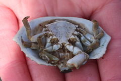 Cryptolithodes sitchensis