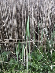 Phragmites australis