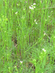Spermolepis inermis