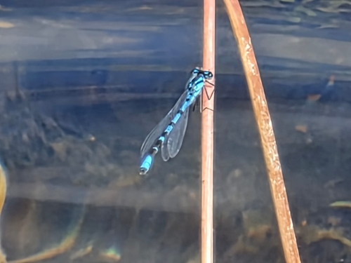 Common Blue Damselfly