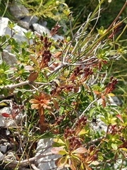 Rhododendron hirsutum, photograph (c) Em Calam, some rights reserved (CC BY)