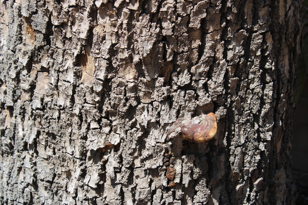 Schrenk's Red-Belt Conk · August 2026 · photo: Photo: no rights reserved · iNaturalist