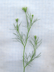 Spermolepis inermis