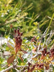 Rhododendron hirsutum, photograph (c) Em Calam, some rights reserved (CC BY)