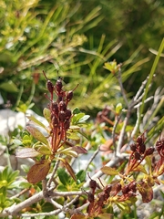 Rhododendron hirsutum, photograph (c) Em Calam, some rights reserved (CC BY)