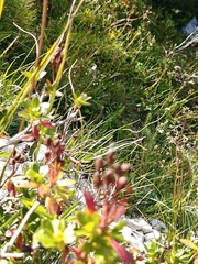 Rhododendron hirsutum, photograph (c) Em Calam, some rights reserved (CC BY)
