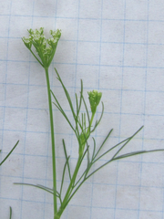 Spermolepis inermis