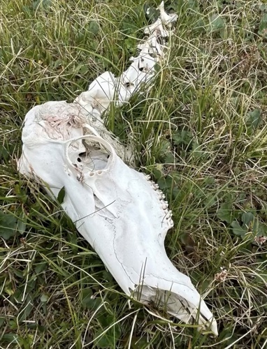 Caribou