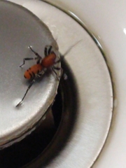 Castianeira alteranda