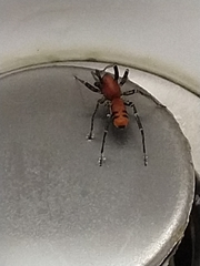 Castianeira alteranda