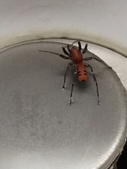 Castianeira alteranda