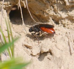 Sphecodes albilabris