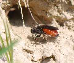 Sphecodes albilabris