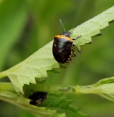 Cosmopepla uhleri