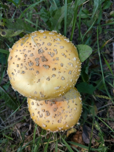 Fly Agaric