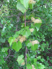 Vitis monticola