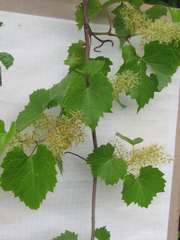 Vitis monticola