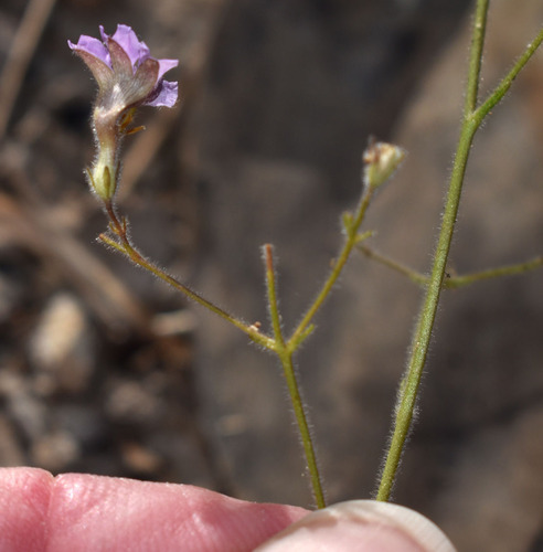 Goodenia purpurascens, 2026-06-20