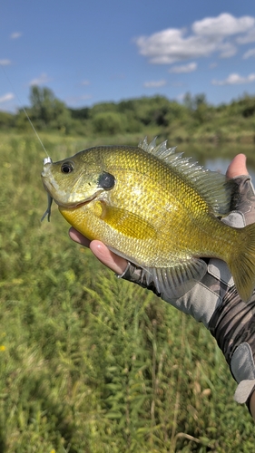 Bluegill